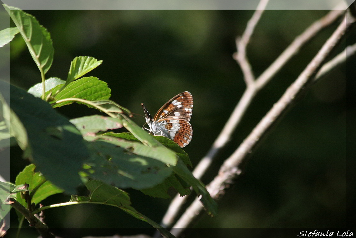 Limenitis camilla?